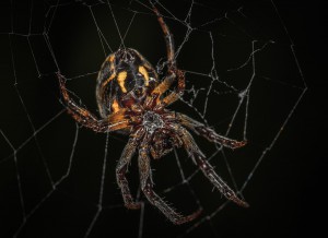 spider-3063264_960_720.jpg